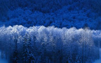 Windows XP wallpaper, winter forest, blue Wallpaper 2560x1600