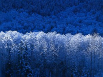 Windows XP wallpaper, winter forest, blue Wallpaper 800x600