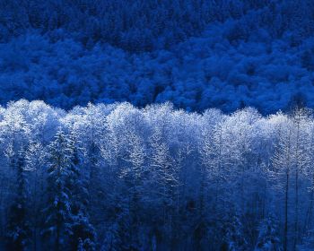 Windows XP wallpaper, winter forest, blue Wallpaper 1280x1024