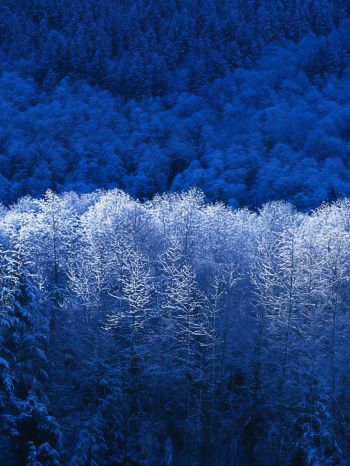 Windows XP wallpaper, winter forest, blue Wallpaper 1536x2048