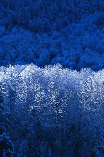 Windows XP wallpaper, winter forest, blue Wallpaper 640x960