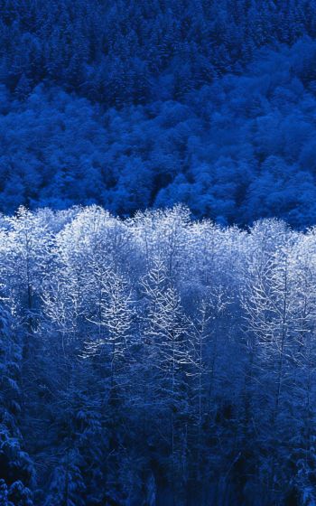 Windows XP wallpaper, winter forest, blue Wallpaper 800x1280