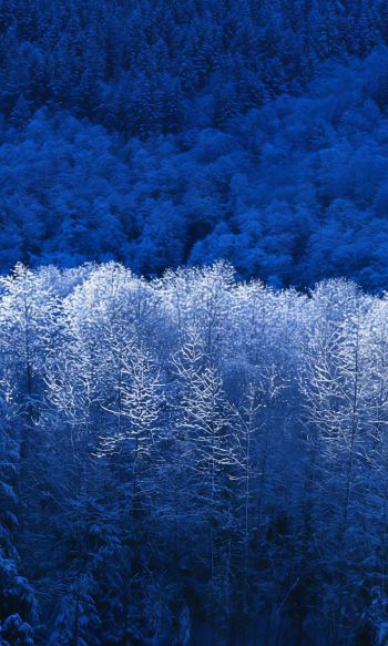 Windows XP wallpaper, winter forest, blue Wallpaper 1200x2000