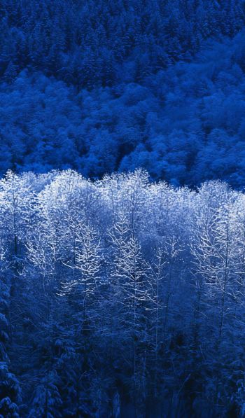 Windows XP wallpaper, winter forest, blue Wallpaper 600x1024