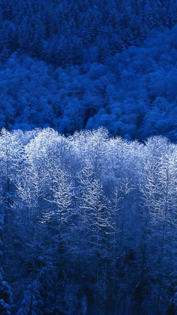 Windows XP wallpaper, winter forest, blue Wallpaper 640x1136
