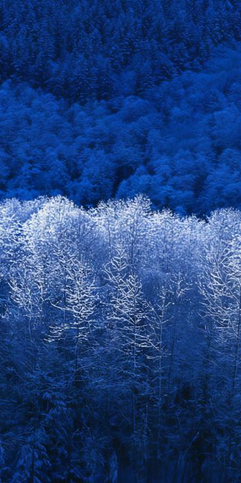 Windows XP wallpaper, winter forest, blue Wallpaper 720x1440