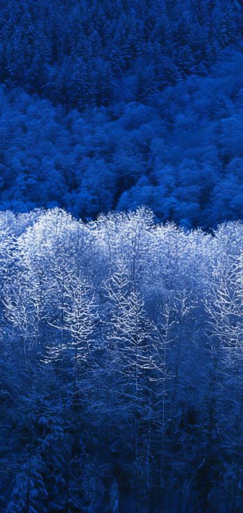Windows XP wallpaper, winter forest, blue Wallpaper 720x1520