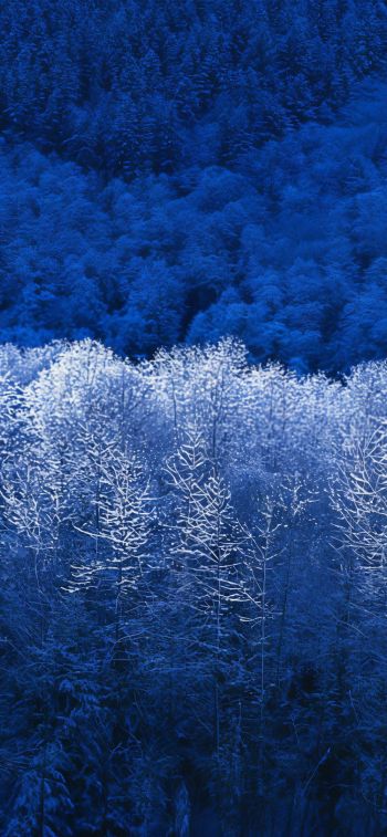 Windows XP wallpaper, winter forest, blue Wallpaper 828x1792