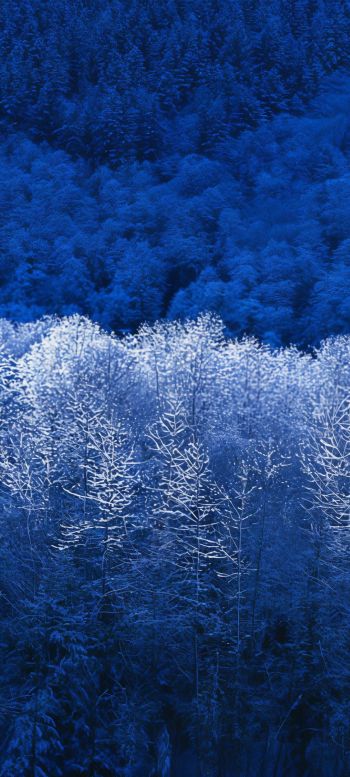 Windows XP wallpaper, winter forest, blue Wallpaper 720x1600