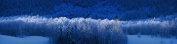 Windows XP wallpaper, winter forest, blue Wallpaper 1590x400