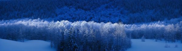 Windows XP wallpaper, winter forest, blue Wallpaper 7680x2160