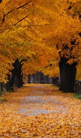 Windows XP wallpaper, autumn, yellow Wallpaper 600x1024