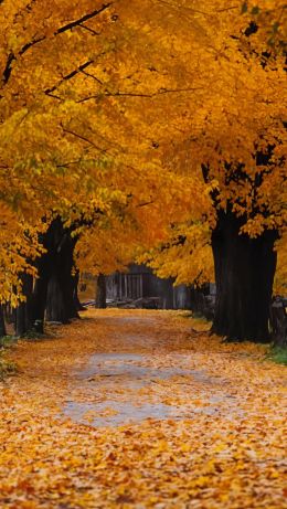 Windows XP wallpaper, autumn, yellow Wallpaper 640x1136