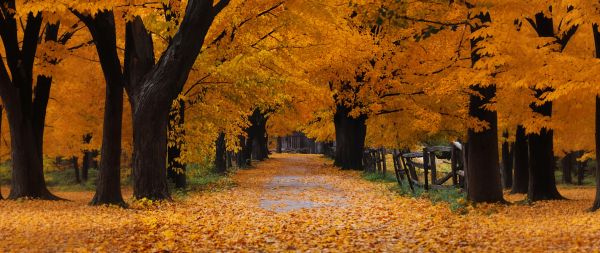 Windows XP wallpaper, autumn, yellow Wallpaper 2560x1080