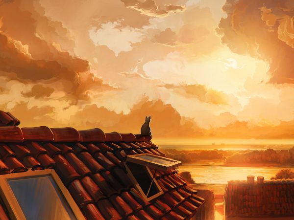 cat on the roof, sunset, orange Wallpaper 800x600