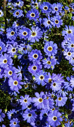Brachikoma, blue flowers, flower bed Wallpaper 600x1024