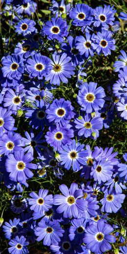 Brachikoma, blue flowers, flower bed Wallpaper 720x1440