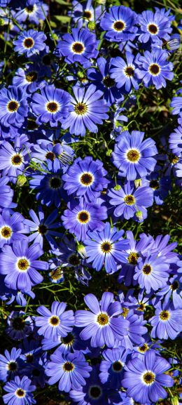 Brachikoma, blue flowers, flower bed Wallpaper 1080x2400