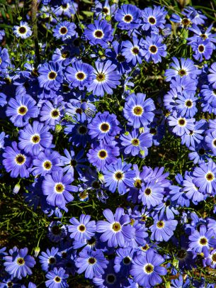 Brachikoma, blue flowers, flower bed Wallpaper 1620x2160