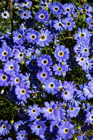 Brachikoma, blue flowers, flower bed Wallpaper 640x960