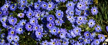 Brachikoma, blue flowers, flower bed Wallpaper 3440x1440