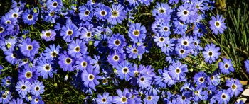 Brachikoma, blue flowers, flower bed Wallpaper 2560x1080