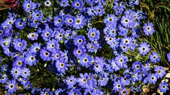 Brachikoma, blue flowers, flower bed Wallpaper 1366x768