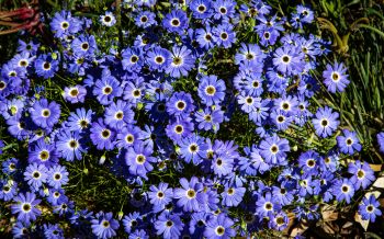 Brachikoma, blue flowers, flower bed Wallpaper 2560x1600