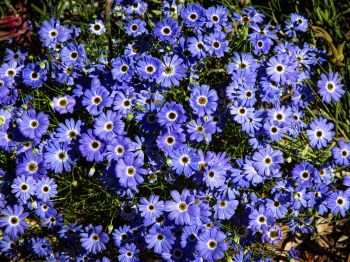 Brachikoma, blue flowers, flower bed Wallpaper 1024x768