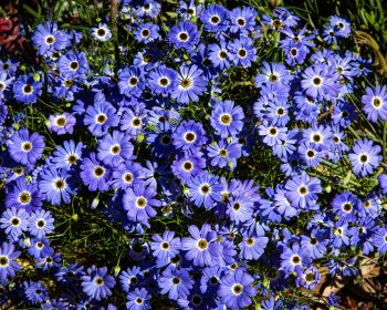 Brachikoma, blue flowers, flower bed Wallpaper 1280x1024