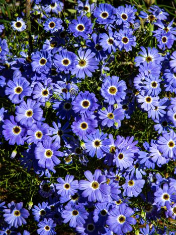 Brachikoma, blue flowers, flower bed Wallpaper 1536x2048