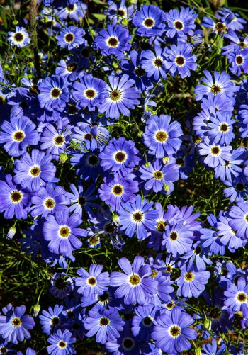 Brachikoma, blue flowers, flower bed Wallpaper 1668x2388