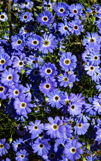 Brachikoma, blue flowers, flower bed Wallpaper 1752x2800