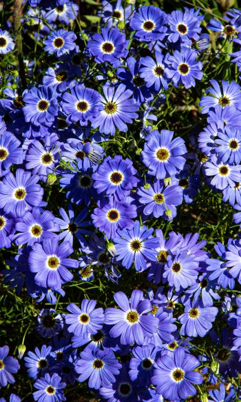 Brachikoma, blue flowers, flower bed Wallpaper 1200x2000