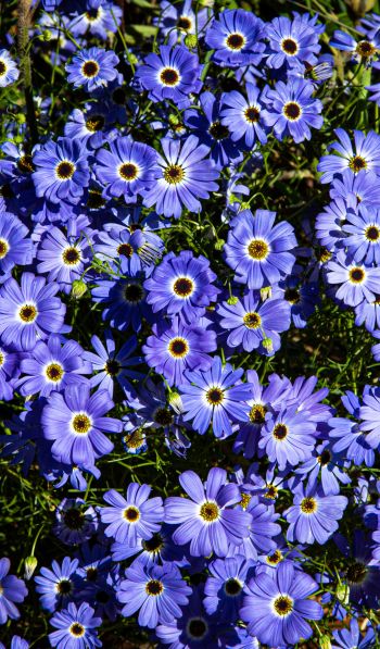 Brachikoma, blue flowers, flower bed Wallpaper 600x1024