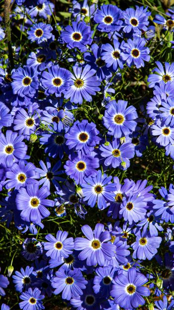Brachikoma, blue flowers, flower bed Wallpaper 1440x2560