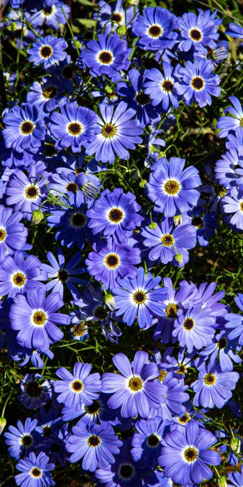 Обои 720x1440 Брахикома, синие цветы, клумба