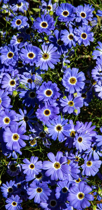 Brachikoma, blue flowers, flower bed Wallpaper 1080x2220