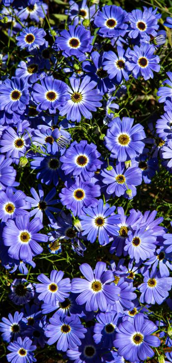 Brachikoma, blue flowers, flower bed Wallpaper 1080x2280