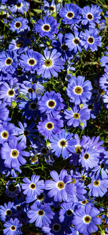 Brachikoma, blue flowers, flower bed Wallpaper 1170x2532