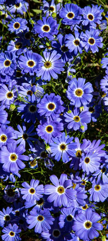 Brachikoma, blue flowers, flower bed Wallpaper 1440x3200