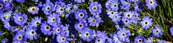 Brachikoma, blue flowers, flower bed Wallpaper 1590x400