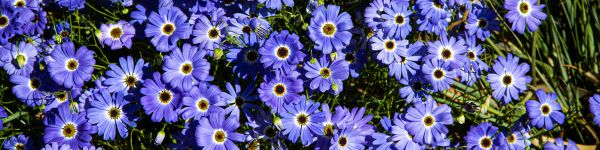 Brachikoma, blue flowers, flower bed Wallpaper 1590x400