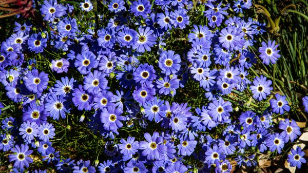 Brachikoma, blue flowers, flower bed Wallpaper 1600x900