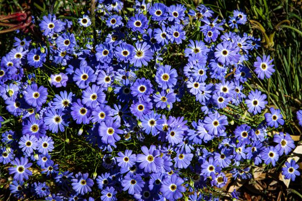 Brachikoma, blue flowers, flower bed Wallpaper 5516x3677