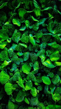 plant, green wallpaper Wallpaper 640x1136