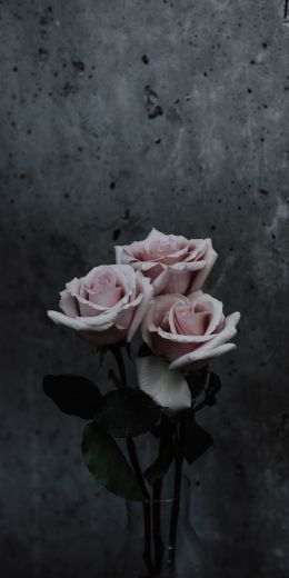 Обои 720x1440 розы, букет роз, серый