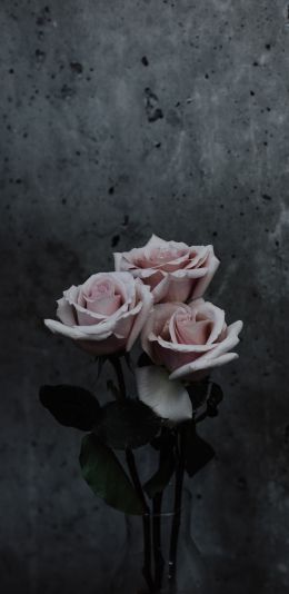 Обои 1440x2960 розы, букет роз, серый