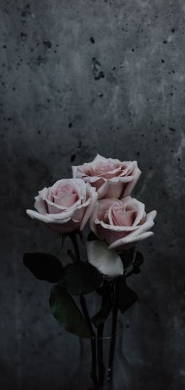 Обои 1080x2280 розы, букет роз, серый