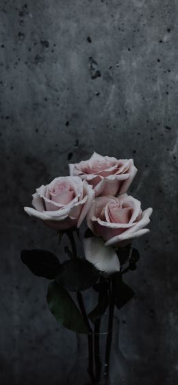 Обои 1284x2778 розы, букет роз, серый
